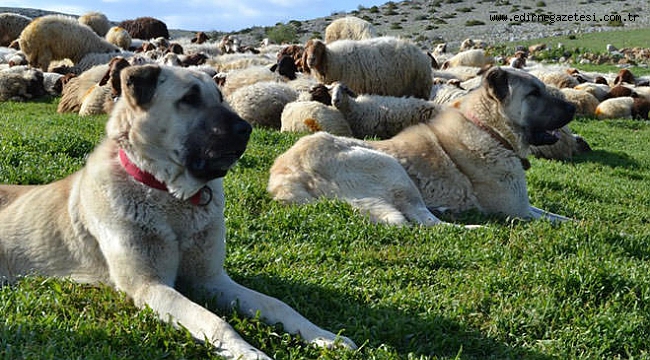 EDİRNE’DE ÇOBAN KÖPEKLERİNİN BAŞIBOŞ BIRAKILAMASI YASAKLANDI