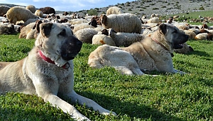 EDİRNE’DE ÇOBAN KÖPEKLERİNİN BAŞIBOŞ BIRAKILAMASI YASAKLANDI