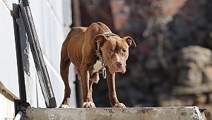 PİTBULL CİNSİ KÖPEK, BARINAĞA GÖTÜRÜLDÜ