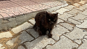 EDİRNE'DE YANGINDA MAHSUR KALAN KEDİLERİ MAHALLE SAKİNLERİ KURTARDI