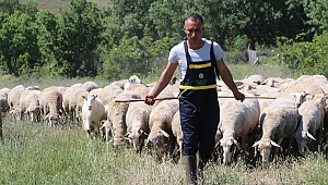 DEVLET DESTEĞİYLE 250 HAYVANLIK SÜRÜ SAHİBİ OLDU