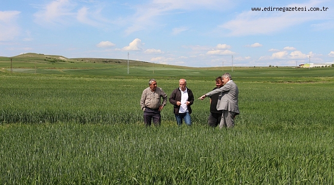 EDİRNE TARIM VE ORMAN MÜDÜRÜ BAYAZIT AYÇİÇEĞİ TARLALARINDA İNCELEMEDE BULUNDU