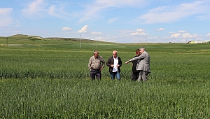 EDİRNE TARIM VE ORMAN MÜDÜRÜ BAYAZIT AYÇİÇEĞİ TARLALARINDA İNCELEMEDE BULUNDU
