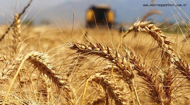 EDİRNE YÜZDE 14 TARIM ARAZİSİNİ KAYBETTİ!