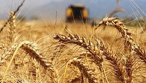EDİRNE YÜZDE 14 TARIM ARAZİSİNİ KAYBETTİ!