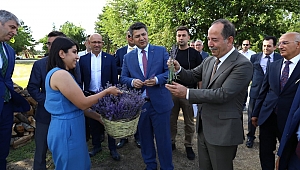 LAVANTA TARLA GÜNLERİ BAŞLADI