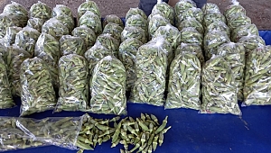 BAMYA PAZARIN ŞAMPİYONU