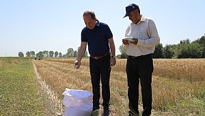 CUMHURİYET ÇİFTLİĞİ’NDE YERLİ BUĞDAY HASADI