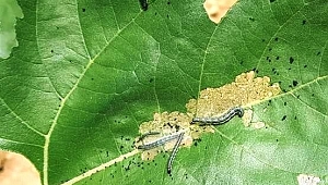 ÇAYIR TIRTILI İLE MÜCADELE BAŞARIYLA TAMAMLANDI
