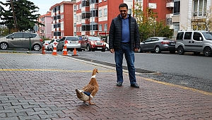 ÖRDEĞİNİ YANINDAN AYIRMIYOR
