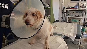 TEK GÖZÜ GÖRMEYEN KÖPEĞE KATARAKT AMELİYATI YAPILDI