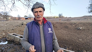 BOZ SIĞIRLARI ÇANDIR’DA YETİŞİYOR