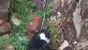 EDİRNE'DE BOŞ ARAZİDE ÖLÜ 15 KEDİ BULUNDU