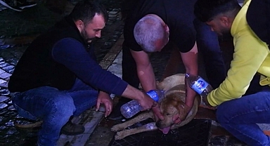 KÖPEĞİN YAŞAMASI İÇİN DAKİKALARCA KALP MASAJI YAPTILAR