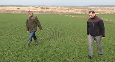 TARIM VE ORMAN MÜDÜRÜ BAYAZIT, BUĞDAY TARLALARINDA İNCELEMEDE BULUNDU