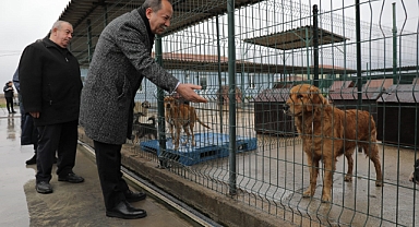 EDİRNE’DE KISIRLAŞTIRILAN KÖPEKLER SAHİPLENDİRİLECEK
