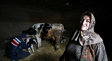 KIRKLARELİ'NDE ORMANDA DOĞUM YAPAN İNEĞİN BUZAĞISINA