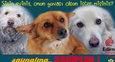 CAN DOSTLARIMIZ SAHİPLENMEYİ BEKLİYOR