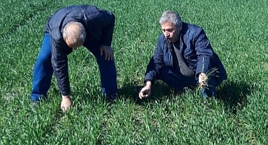 KÖK BOĞAZI VE KÜLLEME HASTALIĞINA RASTLANILDI