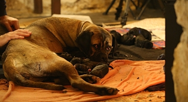 KÖPEK 14 YAVRU DOĞURDU
