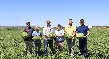 KARPUZLARIN HASADINA BAŞLANDI