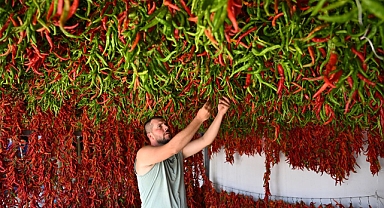 TAVA CİĞERİNİN LEZZET ORTAĞI KARAAĞAÇ BİBERİNİ KURUTMA MESAİSİ BAŞLADI