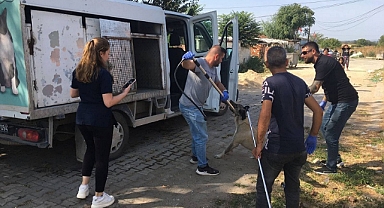 OKUL ÇEVRELERİNDEKİ SALDIRGAN SAHİPSİZ KÖPEKLER TOPLANIYOR