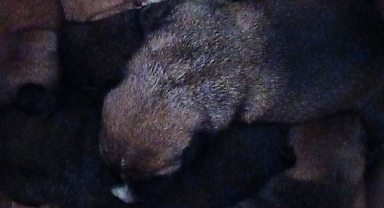 ÇÖPE ATILAN KÖPEKLER SON ANDA BULUNDU