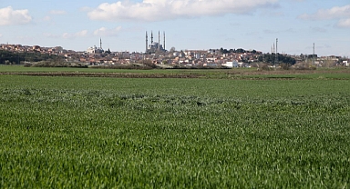 Sıcaklıklar buğday tarlalarında hastalığa yol açtı