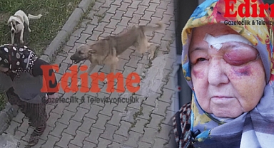 Başıboş köpek sorunu büyüyor
