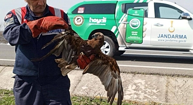 Edirne'de yaralı şahin tedavi altına alındı