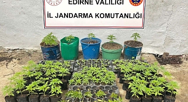 Evinde Hint keneviri yetiştirdi