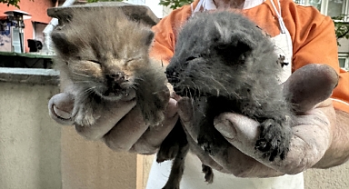 Mahsur kalan kedi yavrularını itfaiye kurtardı