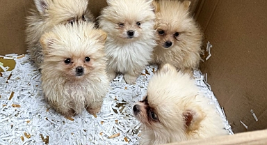 5 köpek yavrusu ele geçirildi