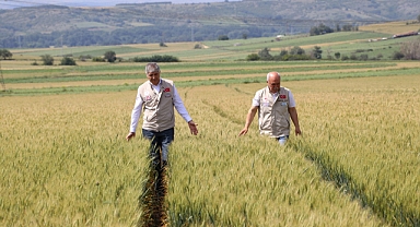 Bayazıt, buğday ve ayçiçeği ekili tarlaları inceledi