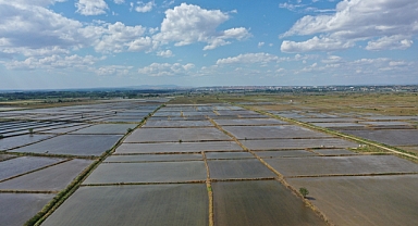 Edirne'de çeltik ekiminde sona gelindi