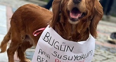 Edirneli hayvanseverler uyutulmaya karşı