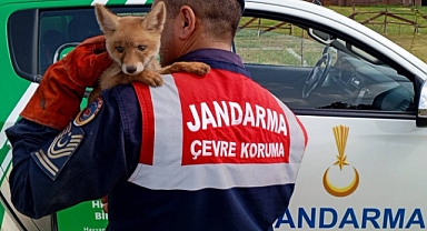 Jandarmanın bulduğu yavru tilkinin karnı doyuruldu bulunduğu bölgeye bırakıldı