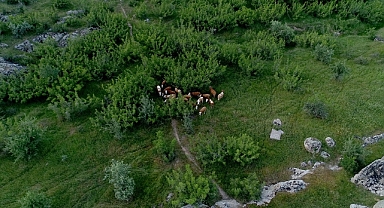 Merada kaybolan 38 büyükbaş hayvan dron yardımıyla bulundu