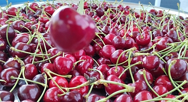 Hedefi ‘kirazı’ ilçenin markası yapmak