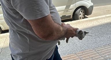 Kedi yavrusu girdiği yerden çıkamadı