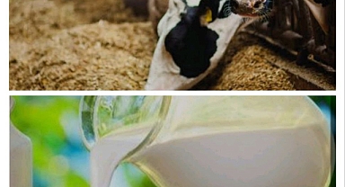 Süt fiyatlarını baskılamak yerine, yem fiyatları kontrol altına alınmalı