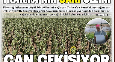 TRAKYA'NIN SARI GELİNİ CAN ÇEKİŞİYOR
