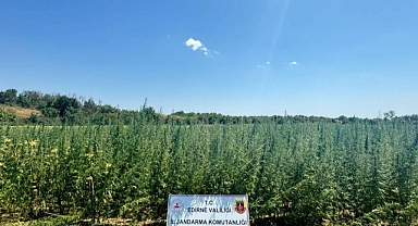 2 milyon 65 bin kök Hint keneviri ele geçirildi