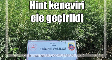 6 bin kök Hint keneviri ele geçirildi