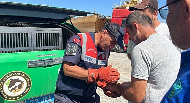 Nesli tükenen ‘YEDİUYUR’ Havsa’da bulundu