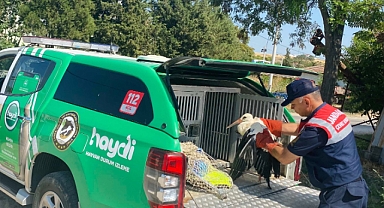 Yaralı leylek tedavi edildi