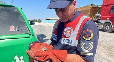 Yediuyur doğaya bırakıldı