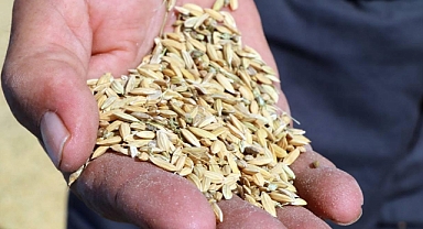 1 kilo Çeltik maliyeti 30 Lira 5 kuruş