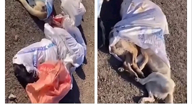 Bunu yapanlar insan olamaz Uzunköprü'de vahşet